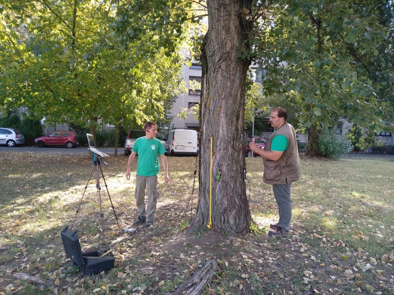 A Garden Fasorfenntartó csapat egy másik fát mérve <br>  A nyilakat használva navigálhat a képek között