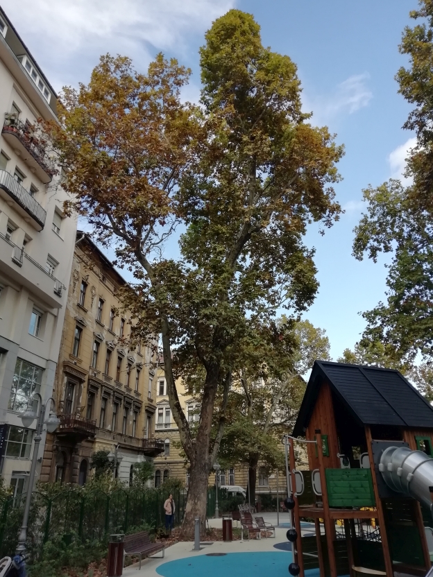 The measured tree and surroundings<br>You can switch between images using the arrow keys