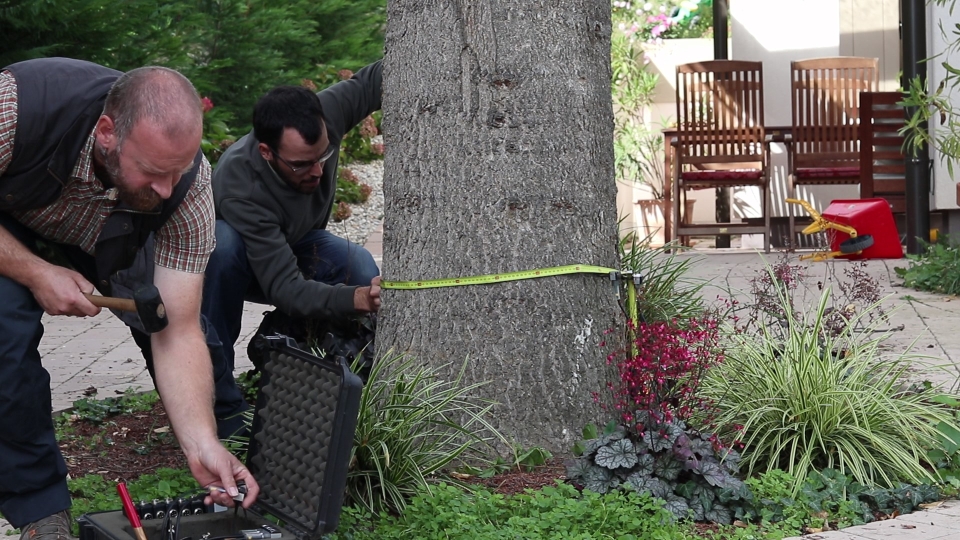 PEStimese works in a garden<br>You can switch between images using the arrow keys