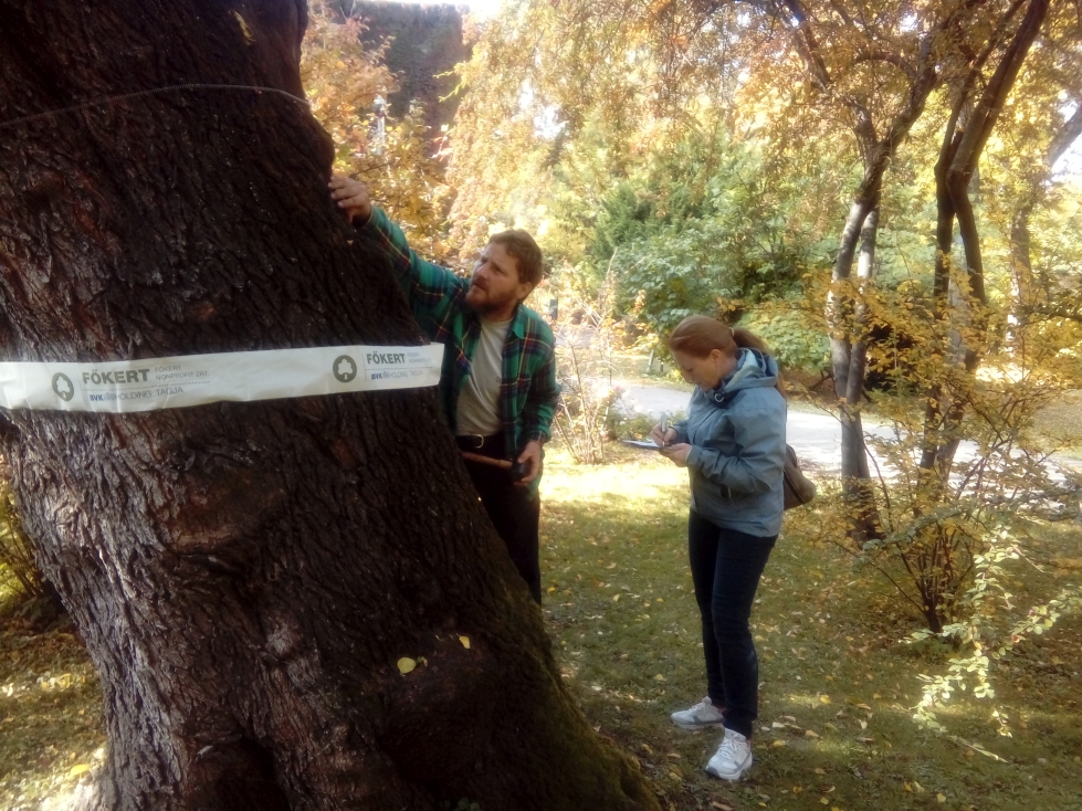 The team 'Péceli profik' is evaluating a tree<br>You can switch between images using the arrow keys